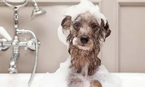 狗狗一周洗一次澡频繁吗