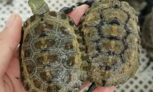 日本石龟会咬其他龟吗