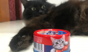 猫咪能吃罐头吗
