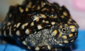 斑点池龟能活多少年
