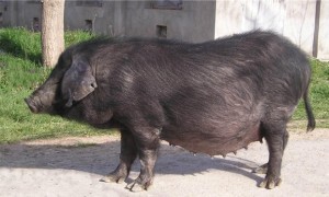 太湖猪最大能养多少斤