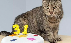 它是世界上最长寿的猫，它现在已经活了这么多年了！