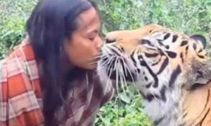 女子放生老虎，5年后野外偶然遇到，老虎直接扑上去咬住她的头