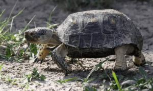 德州地鼠龟可以深水养吗