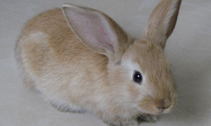 英国银兔多久可以生兔子