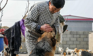 “几百只流浪狗饥荒缺粮”，74岁患肿瘤老人抱着狗狗求人模样让人泪目...