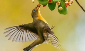 棕帚尾鹩莺吃什么食物