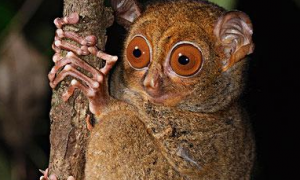 马来西亚眼镜猴是保护动物吗