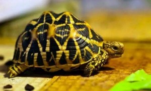 印度星龟多少钱一只