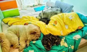 网友养了两猫两狗，结果每天睡觉都得这样找位置，太惨了！