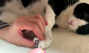 二十天的小猫可以剪指甲吗