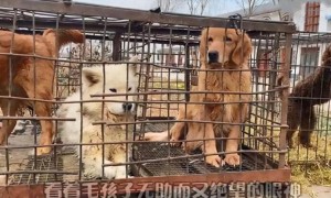 1辆狗肉车上装满了品种犬，小伙花5400元救下所有狗