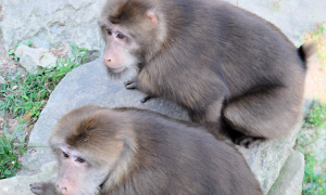 黄山短尾猴是保护动物吗