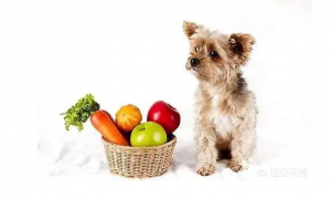 狗狗什么水果不能吃