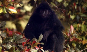 黑疣猴多少钱一只
