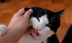猫为什么会突然攻击撕咬主人怎么办