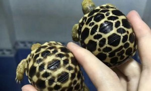 缅甸星龟多少钱一只