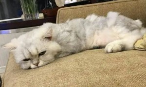 猫咪无精打采一直想睡觉是因为什么