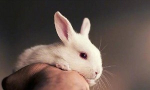 兔兔口炎有什么简单治疗方法