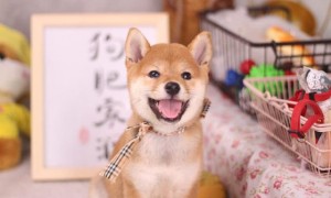 日本柴犬好养吗