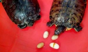 乌龟多久开始下蛋呢