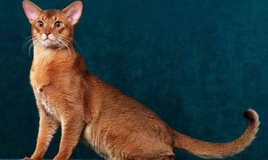 阿比西尼亚猫和土耳其安哥拉猫哪个聪明-谁智商高