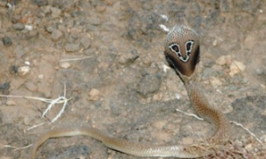 印度眼镜蛇是保护动物吗