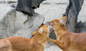 祁连山出现的“红狗”是什么动物？被称为猛兽之首，敢猎杀老虎？