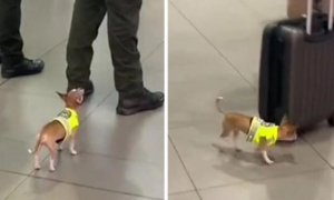 超萌小型缉毒犬在机场认真工作 获网友点赞