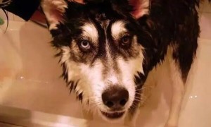 狗狗用的沐浴露会怎么样