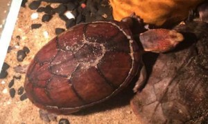 斑纹泥龟冬眠吗