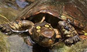 四眼斑水龟生病怎么处理