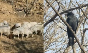 乌鸦成群盘踞，每年都啄瞎啄食20多只羊羔