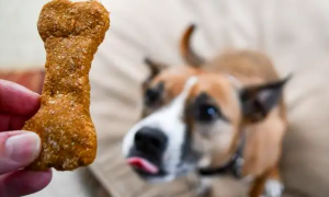 宠物狗喜欢吃什么零食