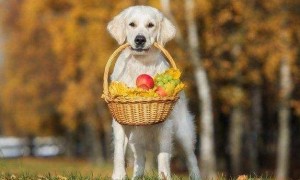 狗能吃毛桃吗