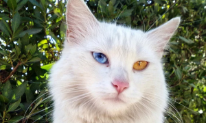 土耳其梵科迪斯猫有哪些性格特征
