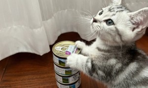 美短猫吃什么罐头