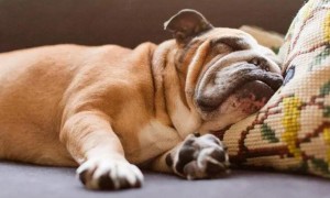 狗睡觉打呼噜是什么原因导致的