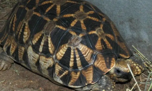 缅甸星龟怎样繁殖