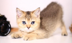 英短猫的寿命最长能活多少年