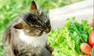 猫最爱吃的10种蔬菜
