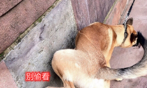 湖北宜昌：狗狗乱撒尿被好心提醒，大妈怒怼路人：又没尿你家里
