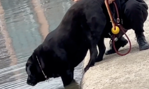 狗狗在河边喝水，主人怕它掉下去拉着后腿和尾巴，好像一头黑猪啊