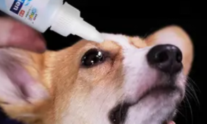 小狗能用的眼药水