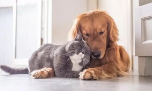 猫和狗疾病互相传染吗