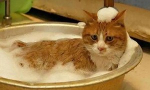 猫怀孕能不能洗澡?
