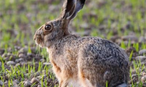 埃塞俄比亚野兔可以养几年