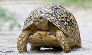 豹斑象龟能活多少年