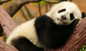 大熊猫爬树表演，树下游客惊叫连连，直言：灵活的小胖子