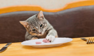 猫咪喜欢吃什么食物除了猫粮